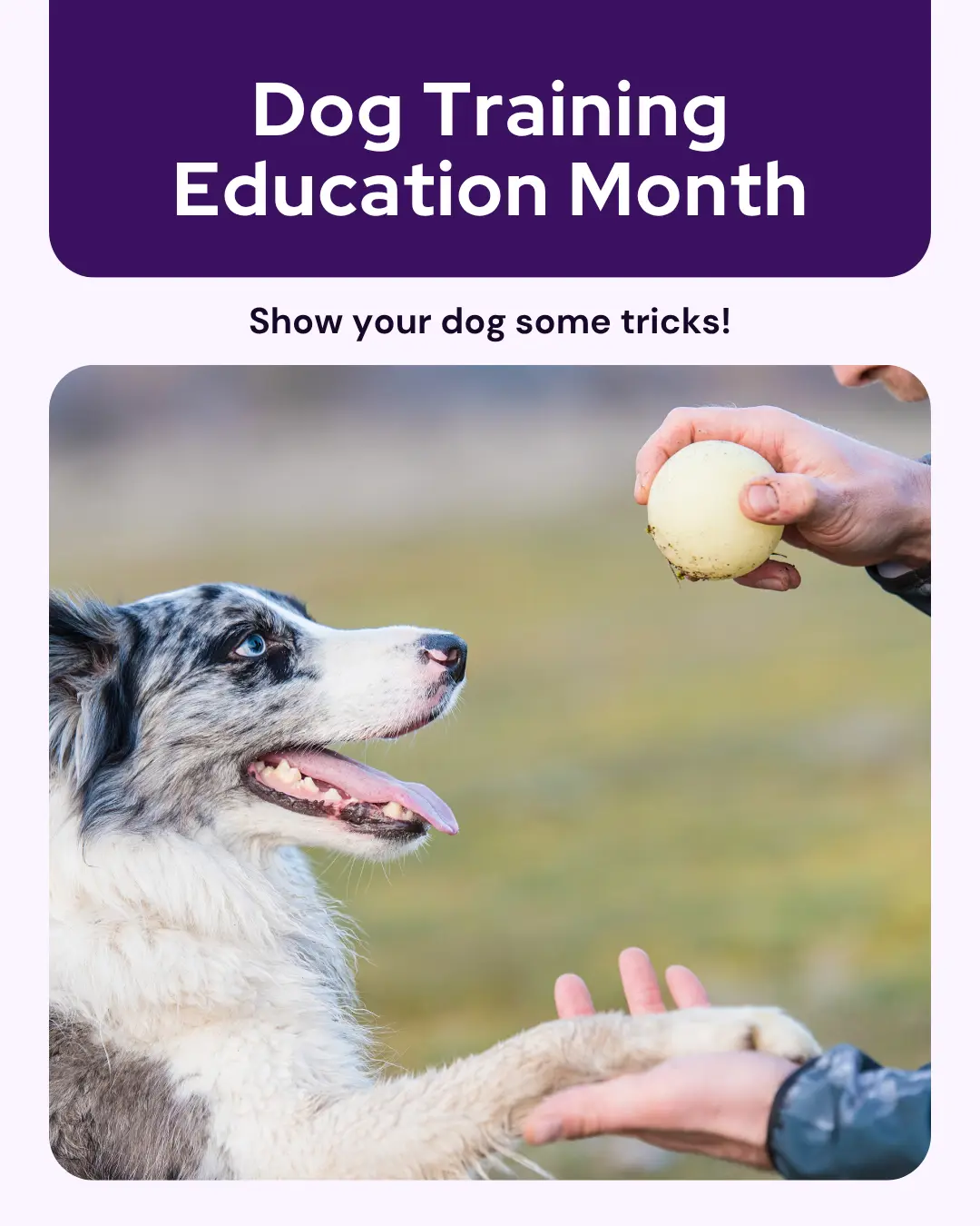 Vetstoria marketing freebies for February APAC 1