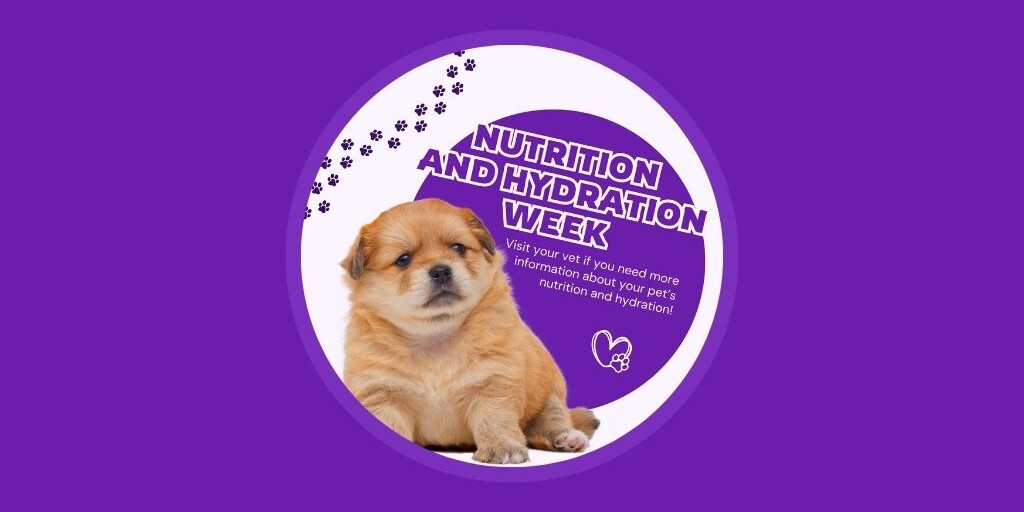 8 veterinary marketing ideas for March UK EU Vetstoria freebies