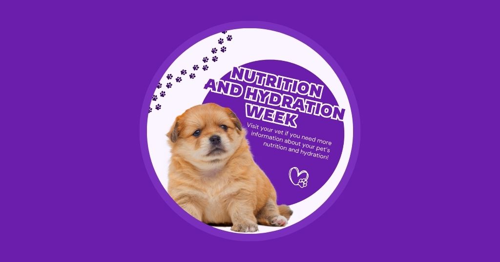 8 veterinary marketing ideas for March UK EU Vetstoria freebies