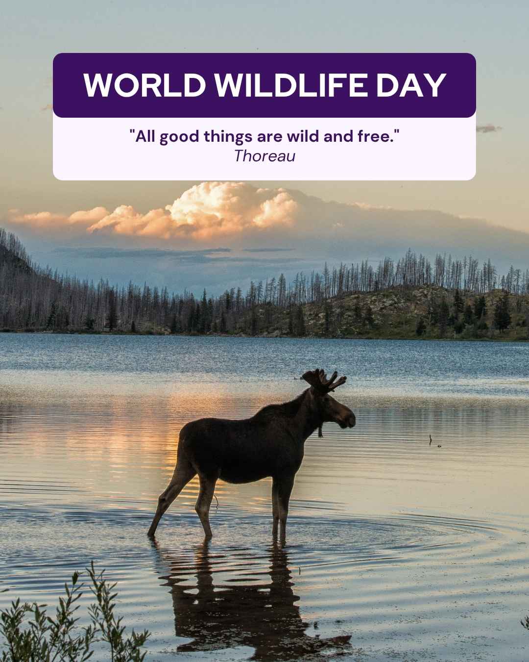 March veterinary marketing freebies UK EU 1