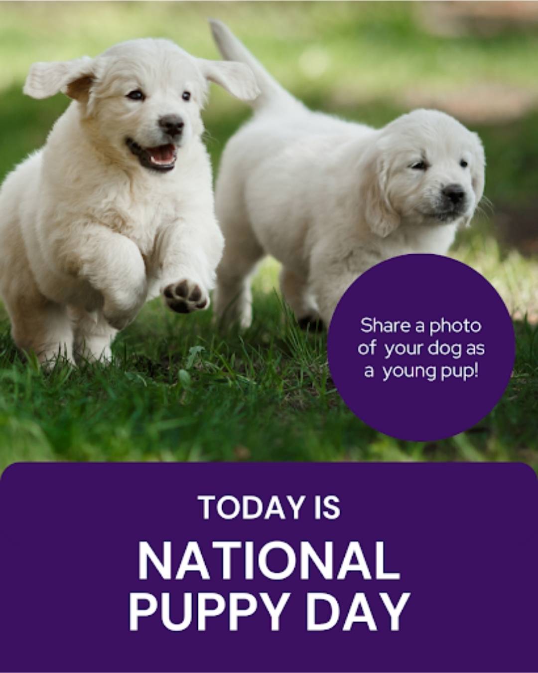 March veterinary marketing freebies AU NZ 6
