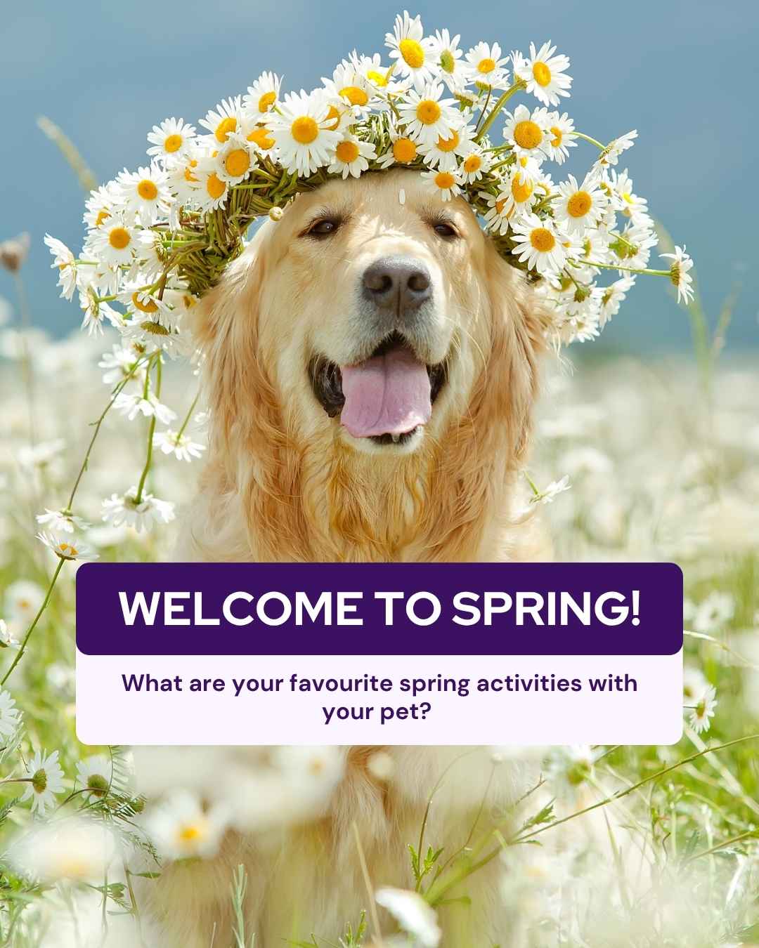 March veterinary marketing freebies UK EU 5