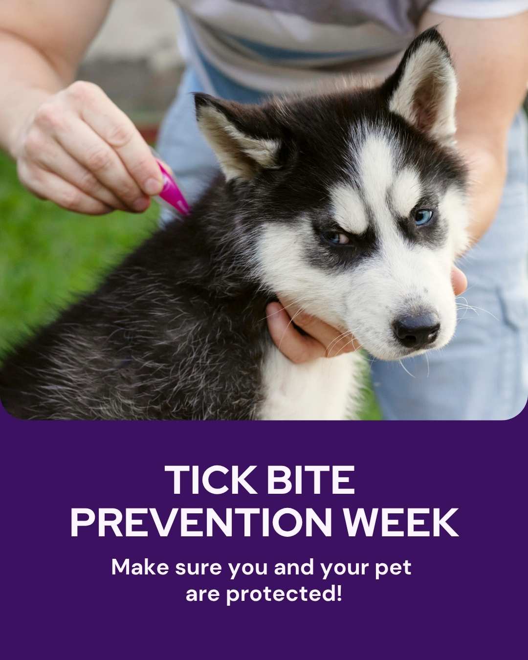 March veterinary marketing freebies UK EU 7