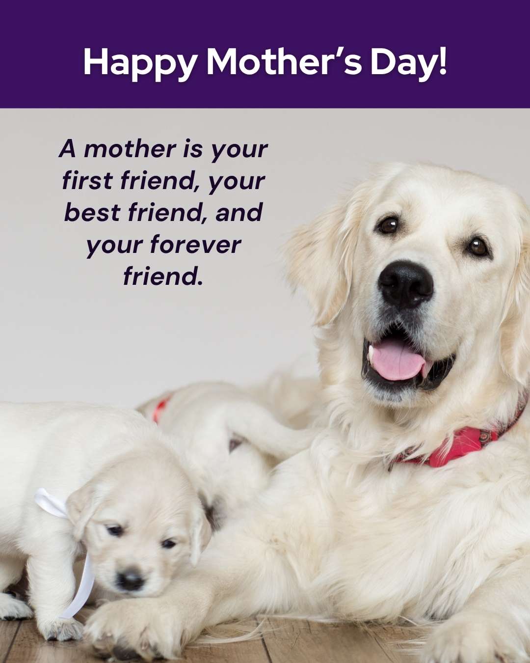 March veterinary marketing freebies UK EU 8