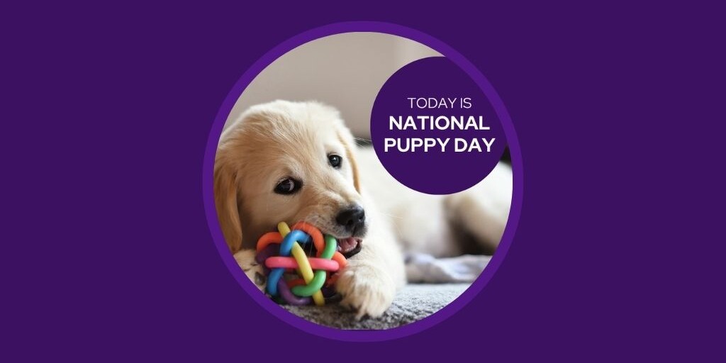 Veterinary Marketing Ideas for March AU NZ