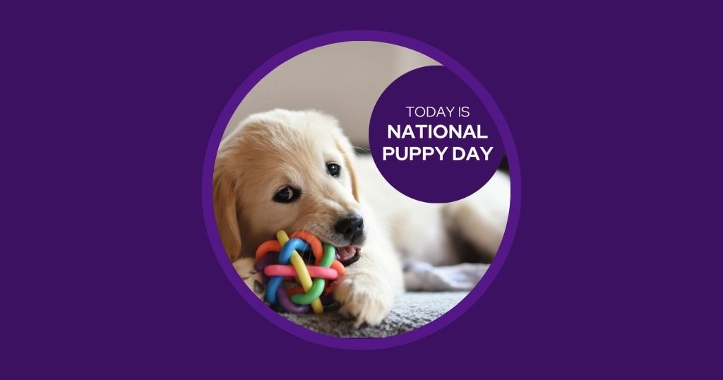 Veterinary Marketing Ideas for March AU NZ