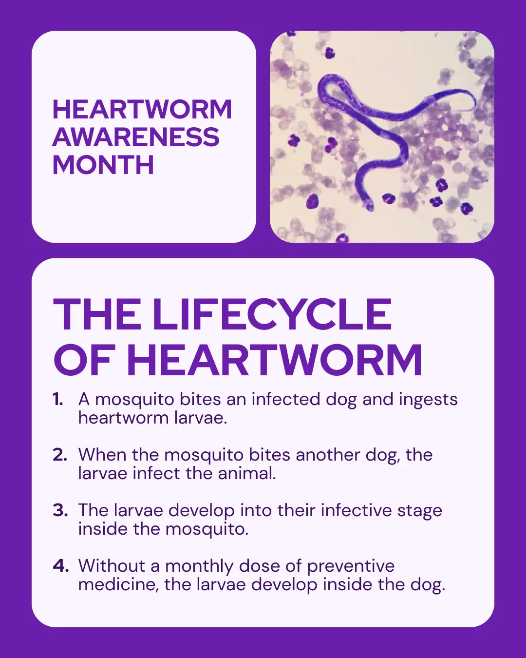 Vetstoria April monthly freebies blog 11