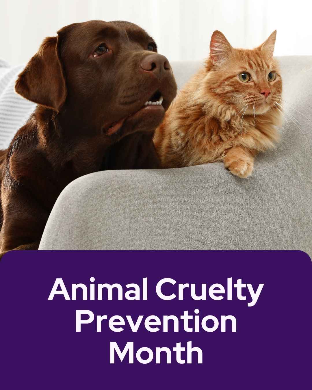 Vetstoria April monthly freebies blog 12