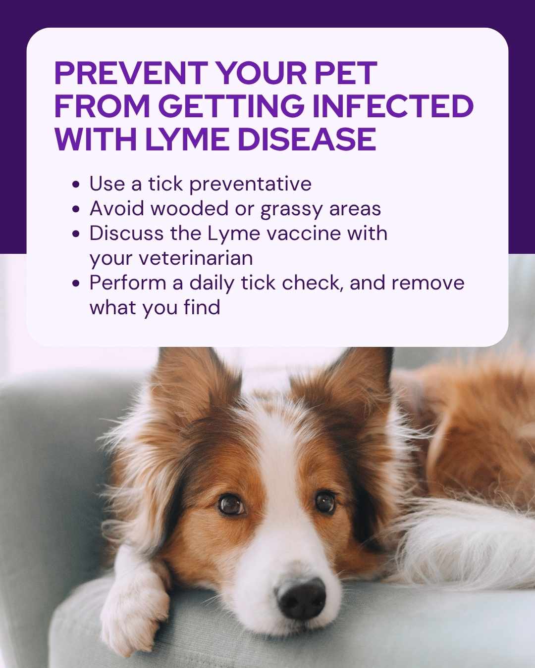 Vetstoria April monthly freebies blog 13