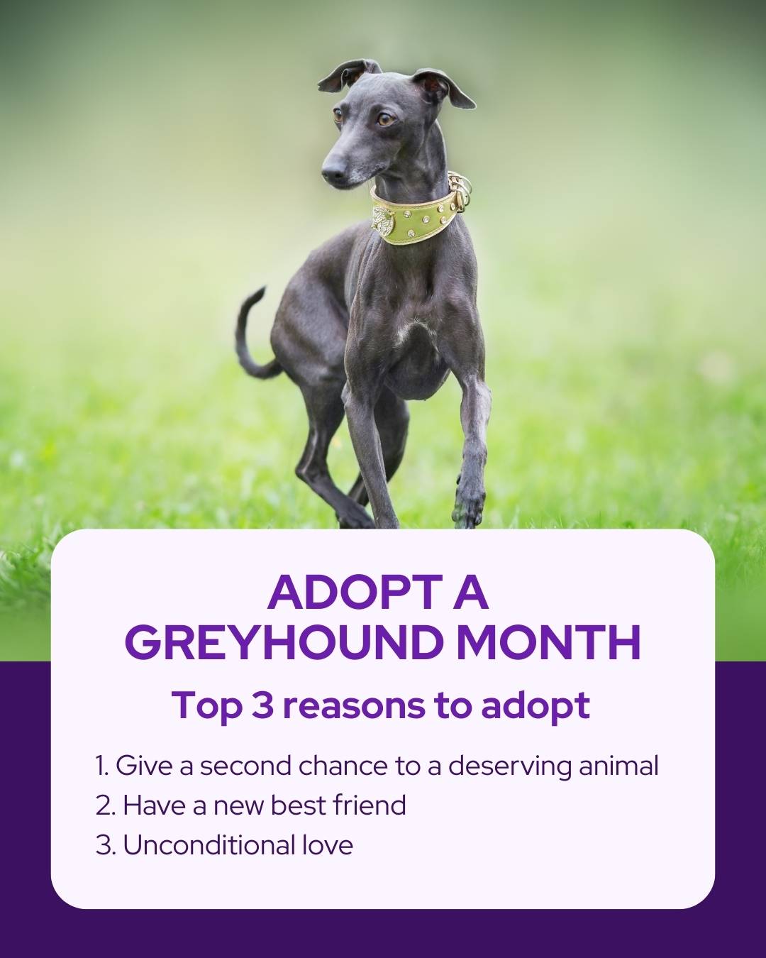 Vetstoria April monthly freebies blog 14