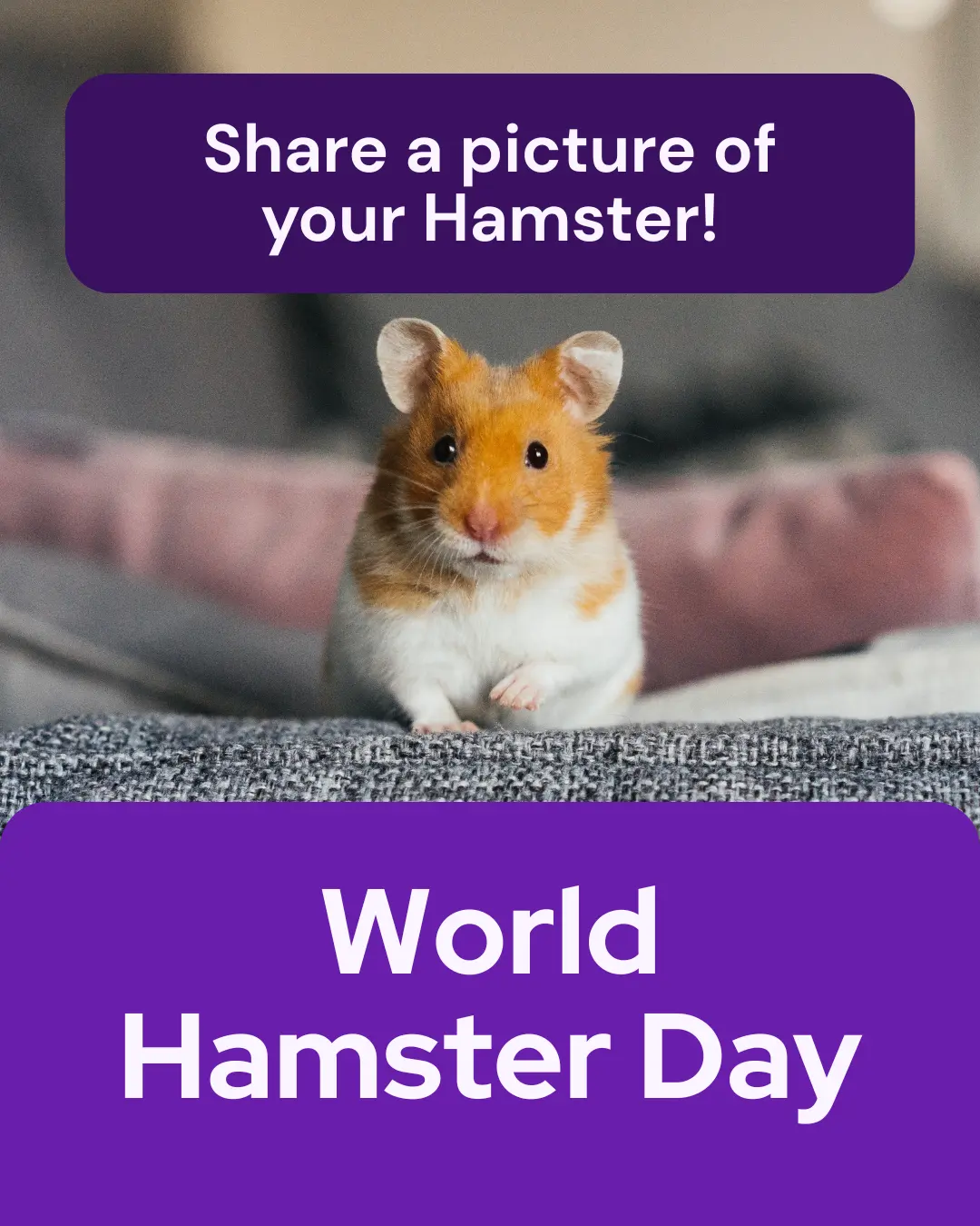 Vetstoria April monthly freebies blog 5