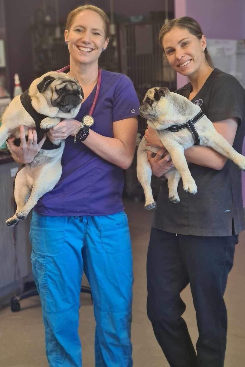 Petmania Vet Surgery image