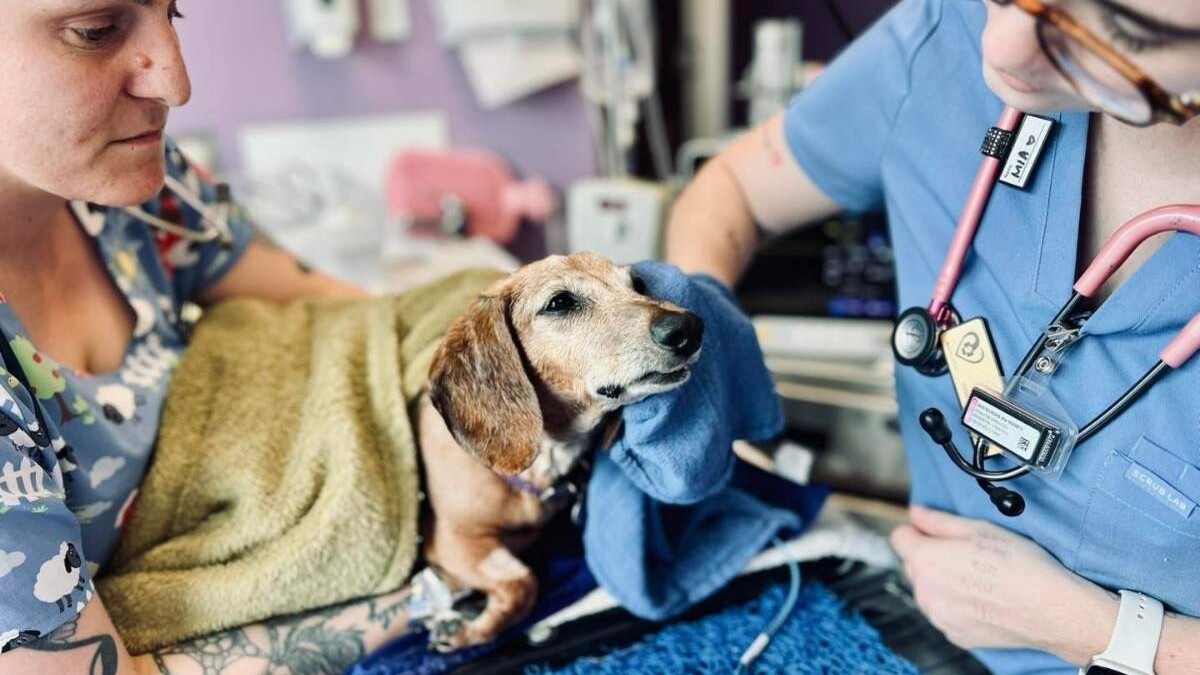 Petmania Vet Surgery image