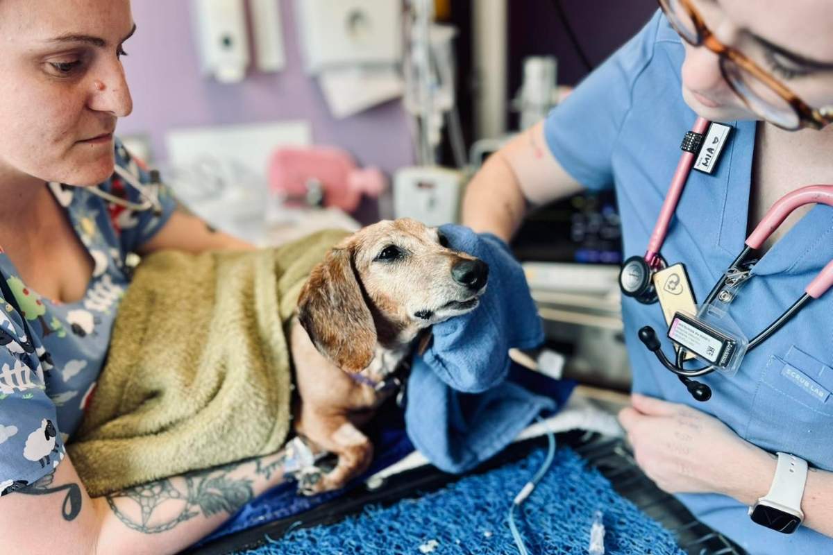 Petmania Vet Surgery