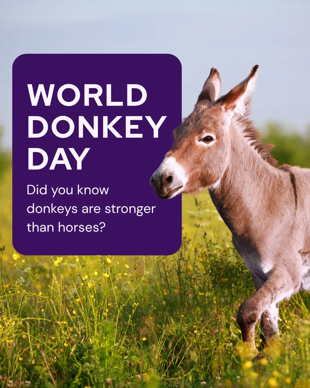 Vetstoria - Veterinary marketing ideas and social media graphics for May 5