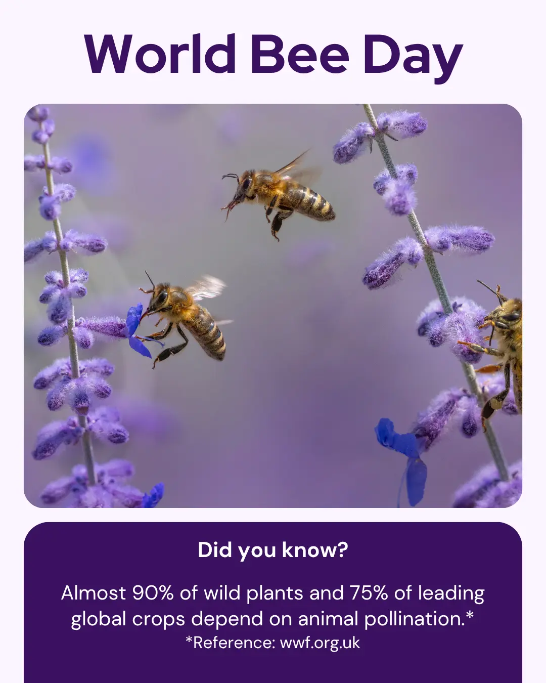 Vetstoria - Veterinary marketing ideas and social media graphics for May 8