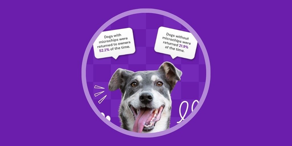 11 veterinary marketing ideas to boost engagement in June Vetstoria