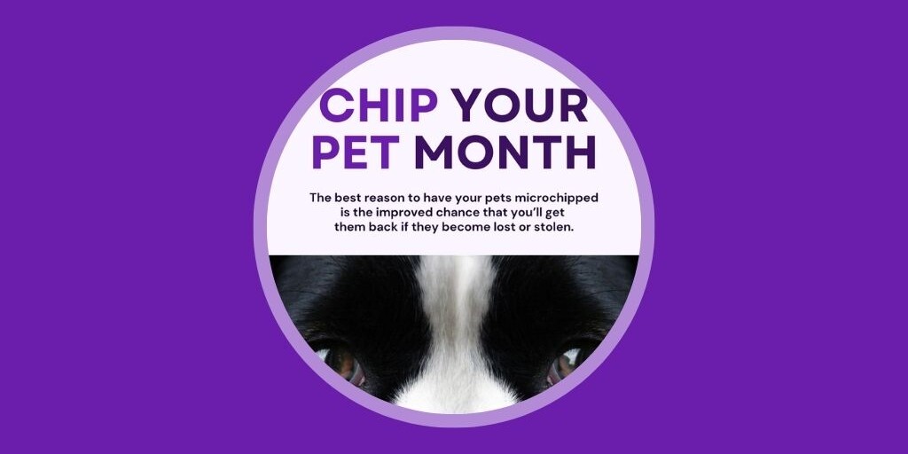 Australia edition 9 Veterinary Marketing Ideas to Boost Engagement in June Vetstoria