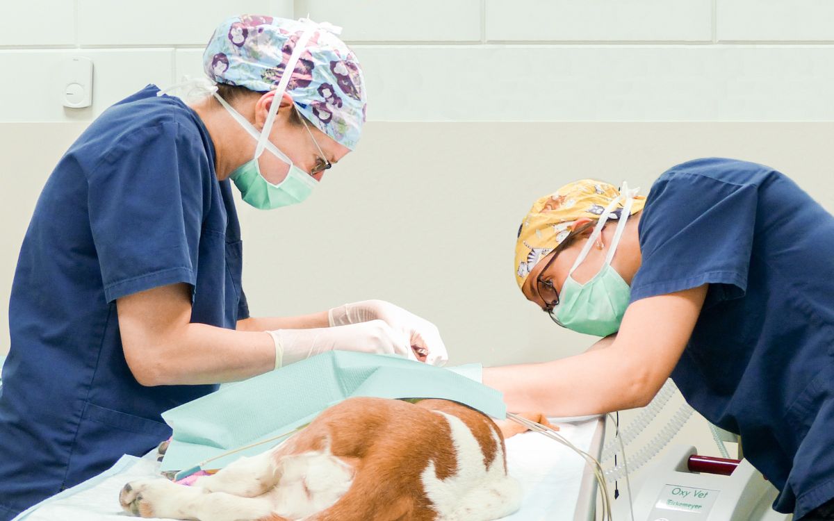 Dierenkliniek Vechtdal Vetstoria case study image 2