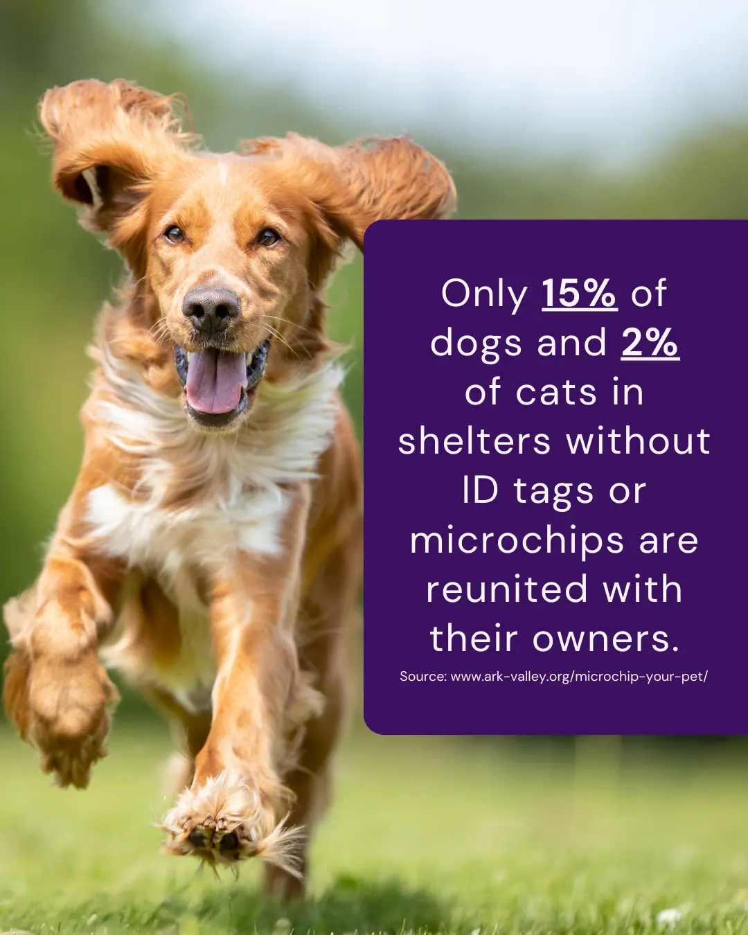 June veterinary marketing freebies - Vetstoria 2