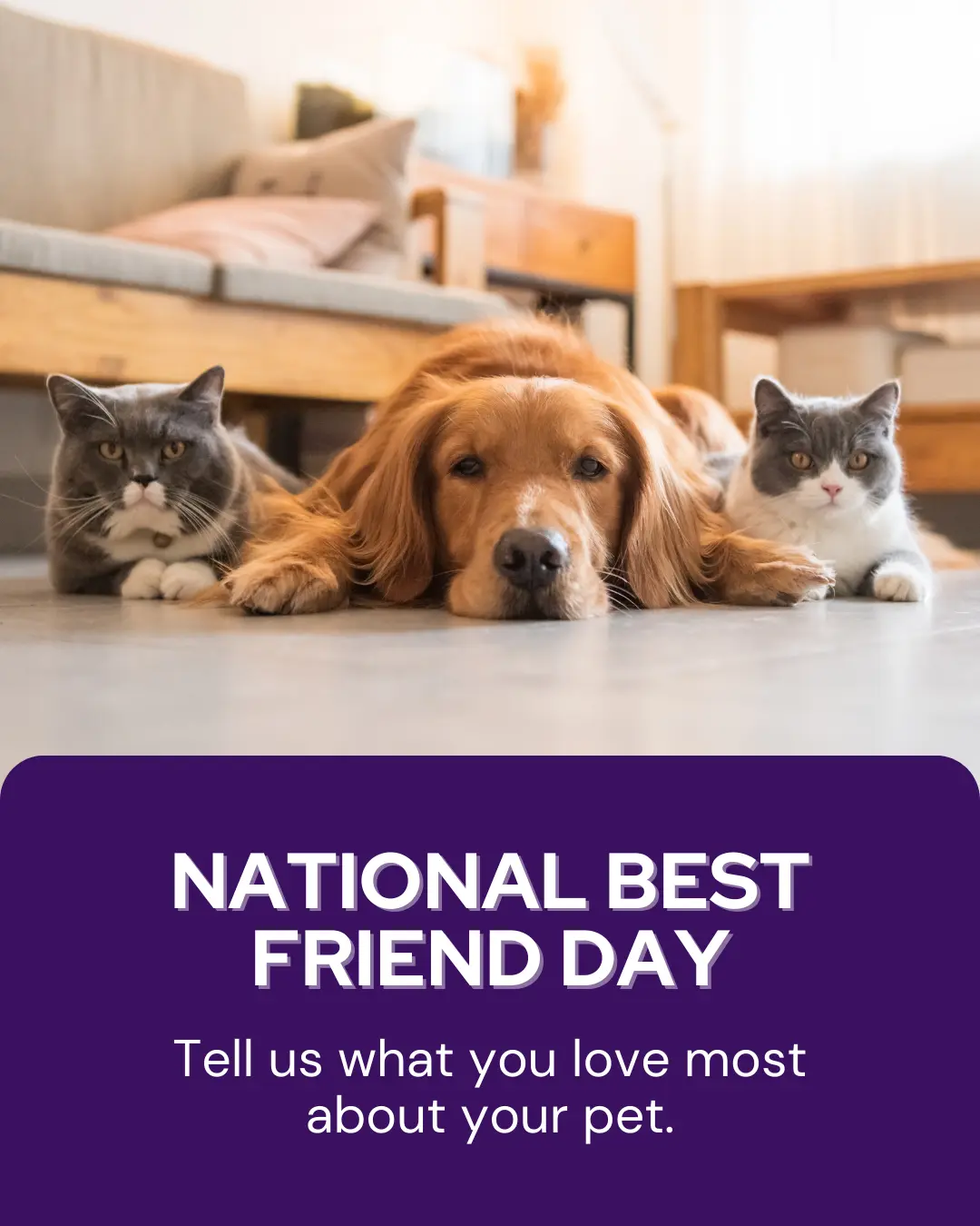 June veterinary marketing freebies - Vetstoria 5