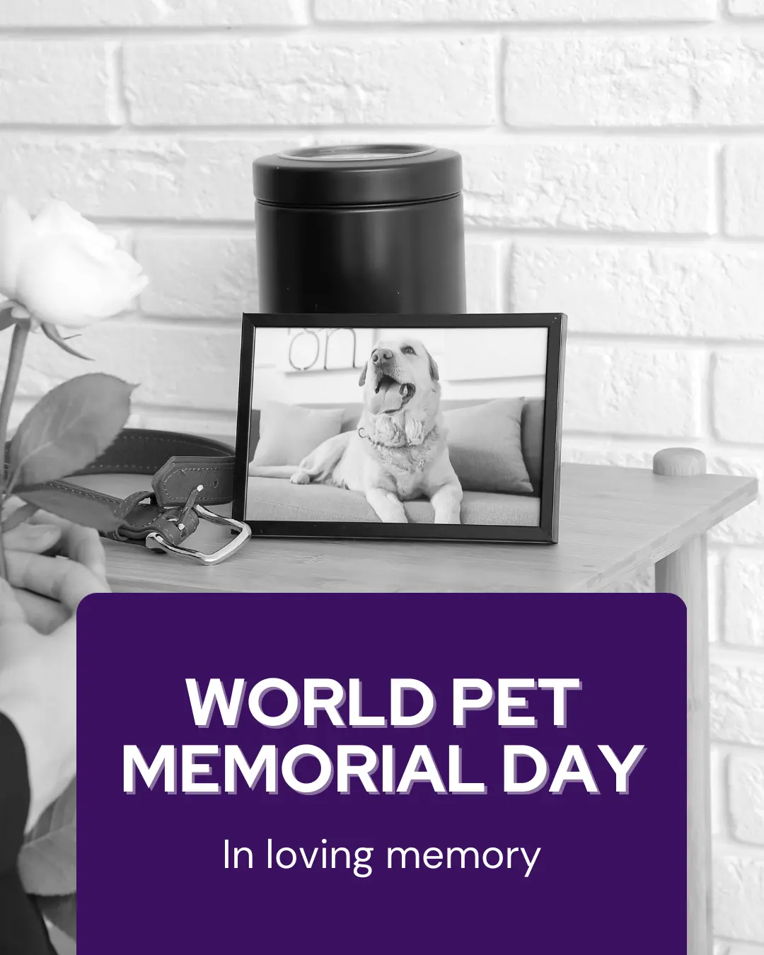 June veterinary marketing freebies - Vetstoria 6
