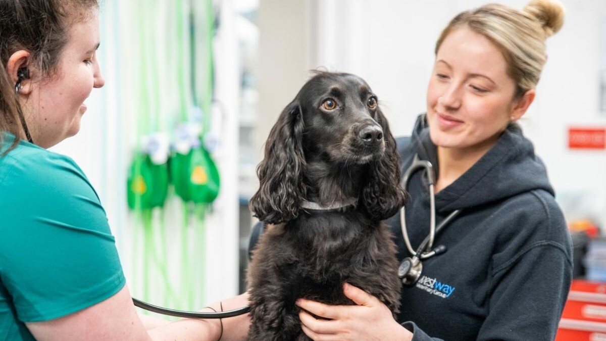 VetPartners - Westway Veterinary Group case study image 1