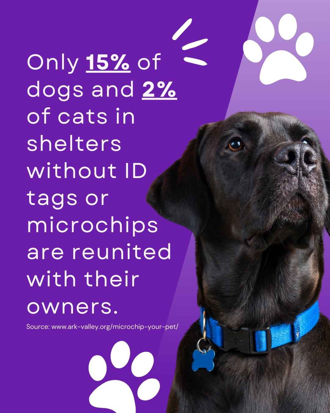 Vetstoria June freebies National Microchipping Month