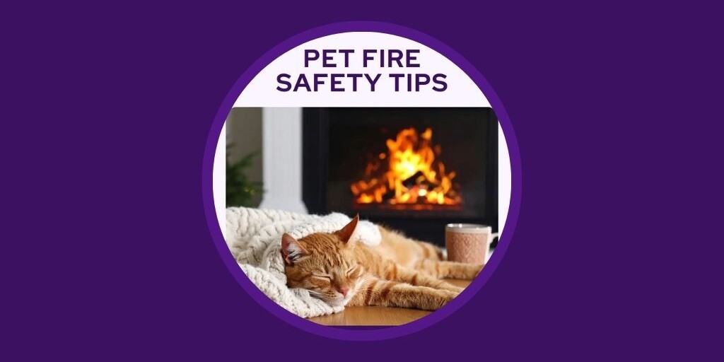 5 Veterinary Marketing Ideas for July – UK & EU