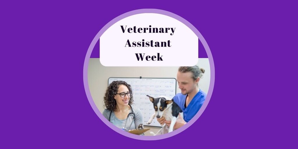 6 Veterinary Marketing Ideas for July UK & EU Vetstoria freebies