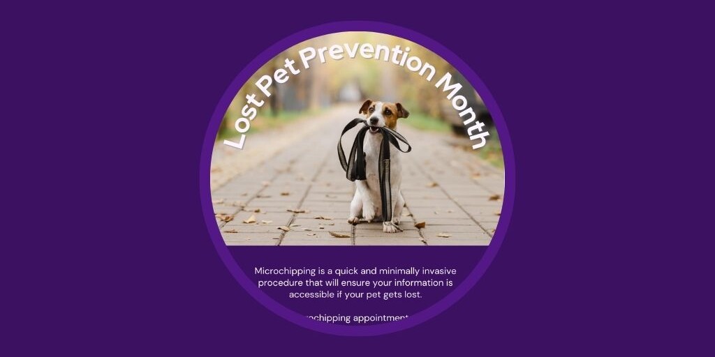 Australia Edition - 5 Veterinary Marketing Ideas to Use in July