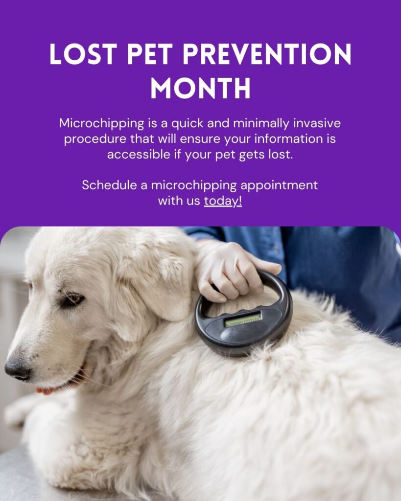Lost Pet Prevention Month July freebies Vetstoria