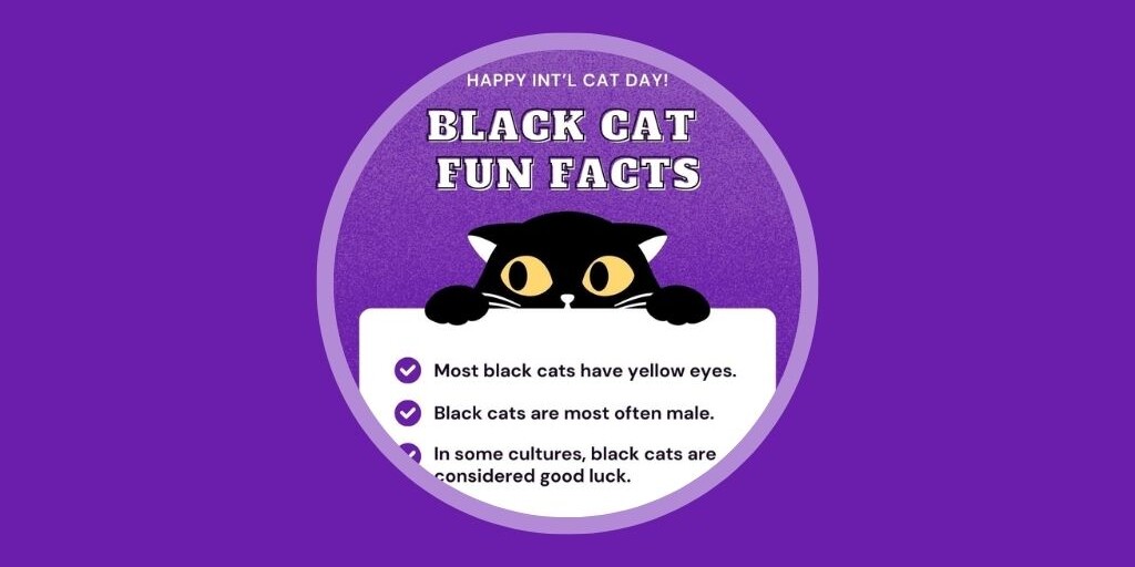 9 Veterinary Marketing Ideas for August UK & EU Vetstoria freebies