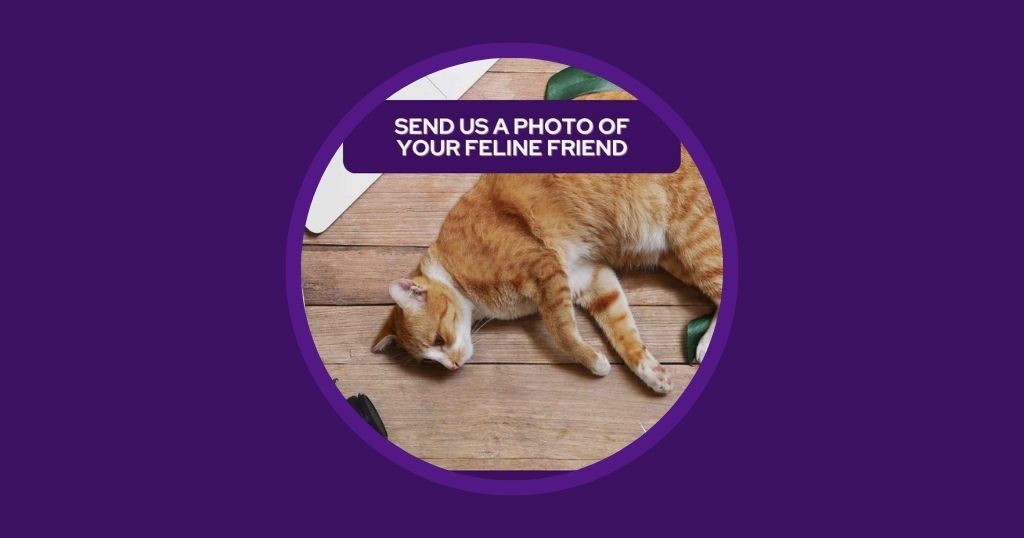 Australia Edition 9 Veterinary Marketing Ideas for August