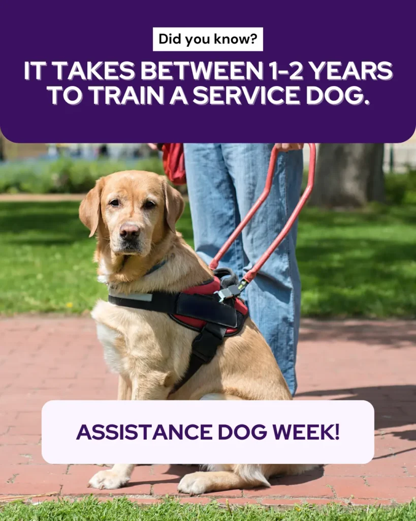 International Assistance Dog Week (1)