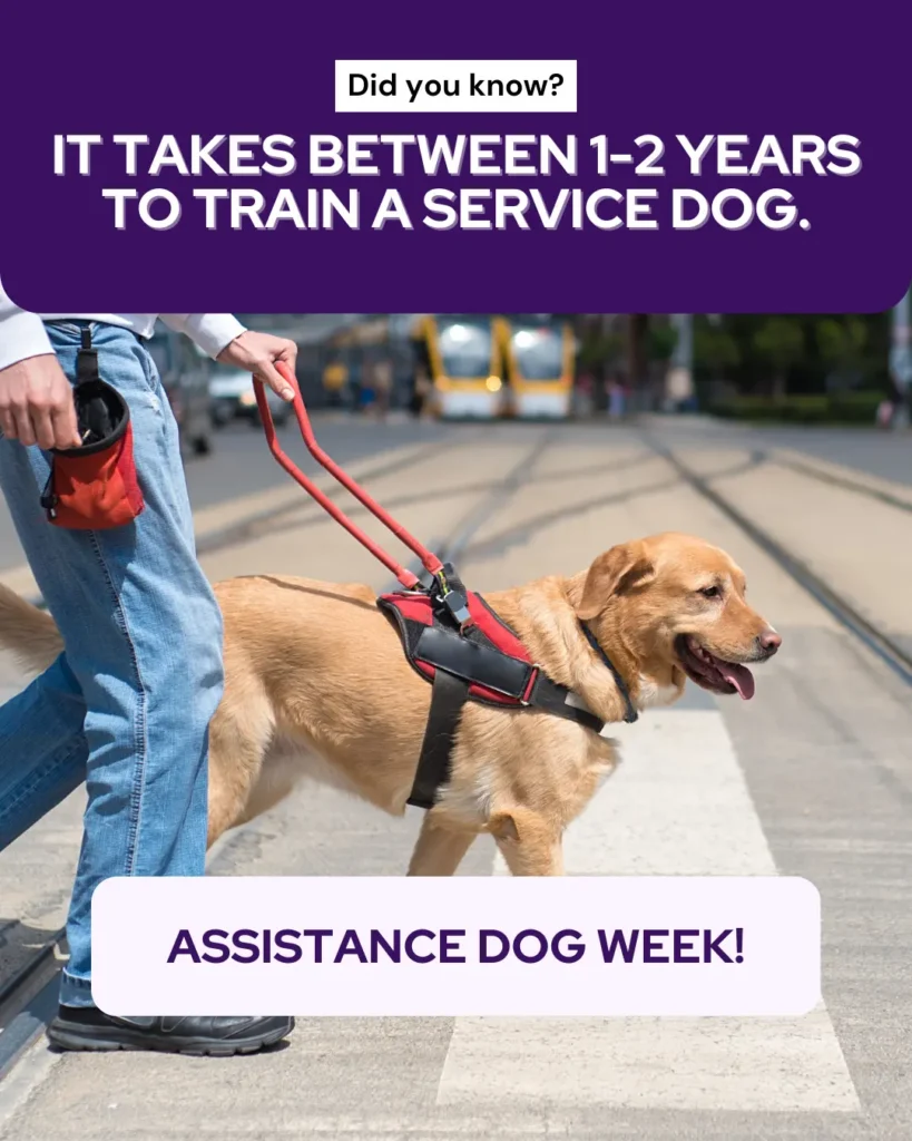 International Assistance Dog Week