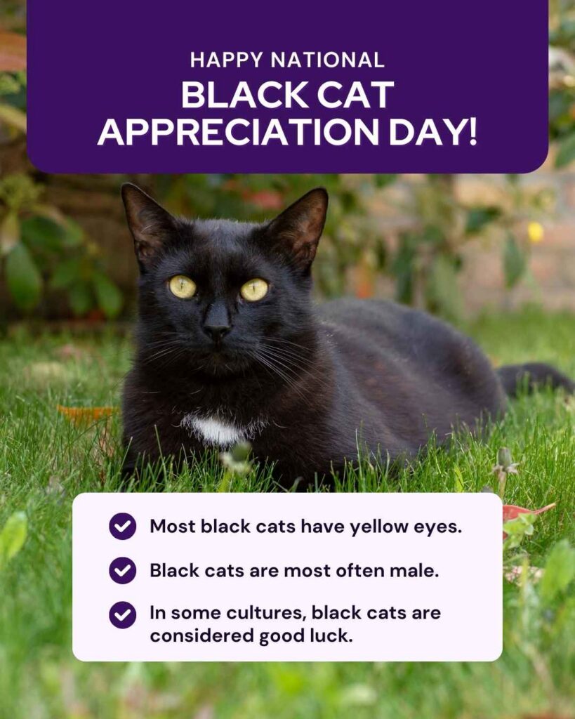 National Black Cat Appreciation Day