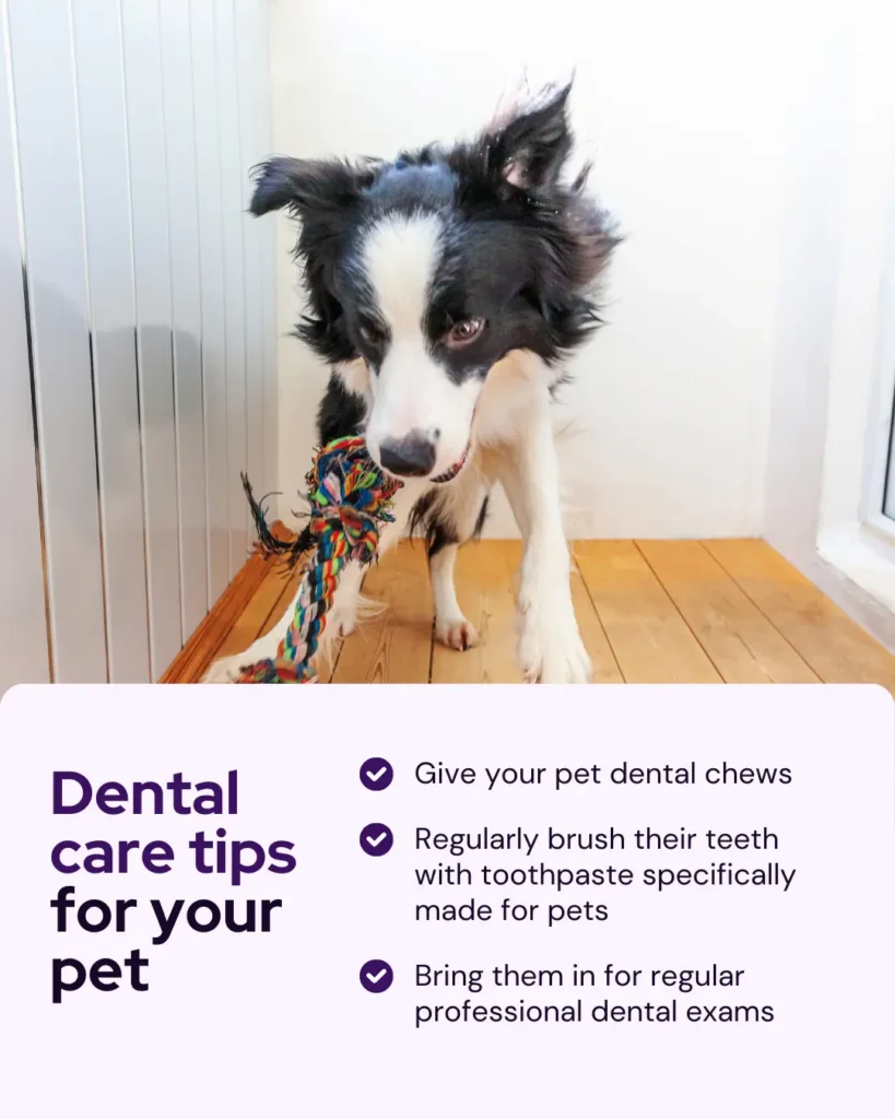 Pet Dental Health Month