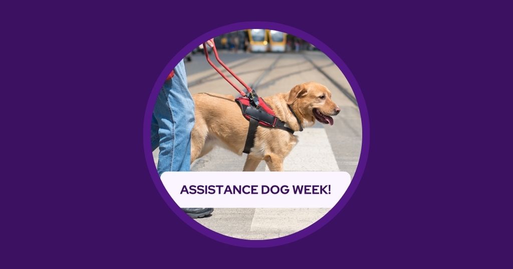 Veterinary Marketing Ideas for August – UK & EU
