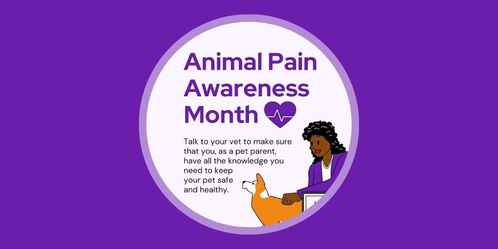 Australia Edition 5 Veterinary Marketing Ideas for September Vetstoria freebies