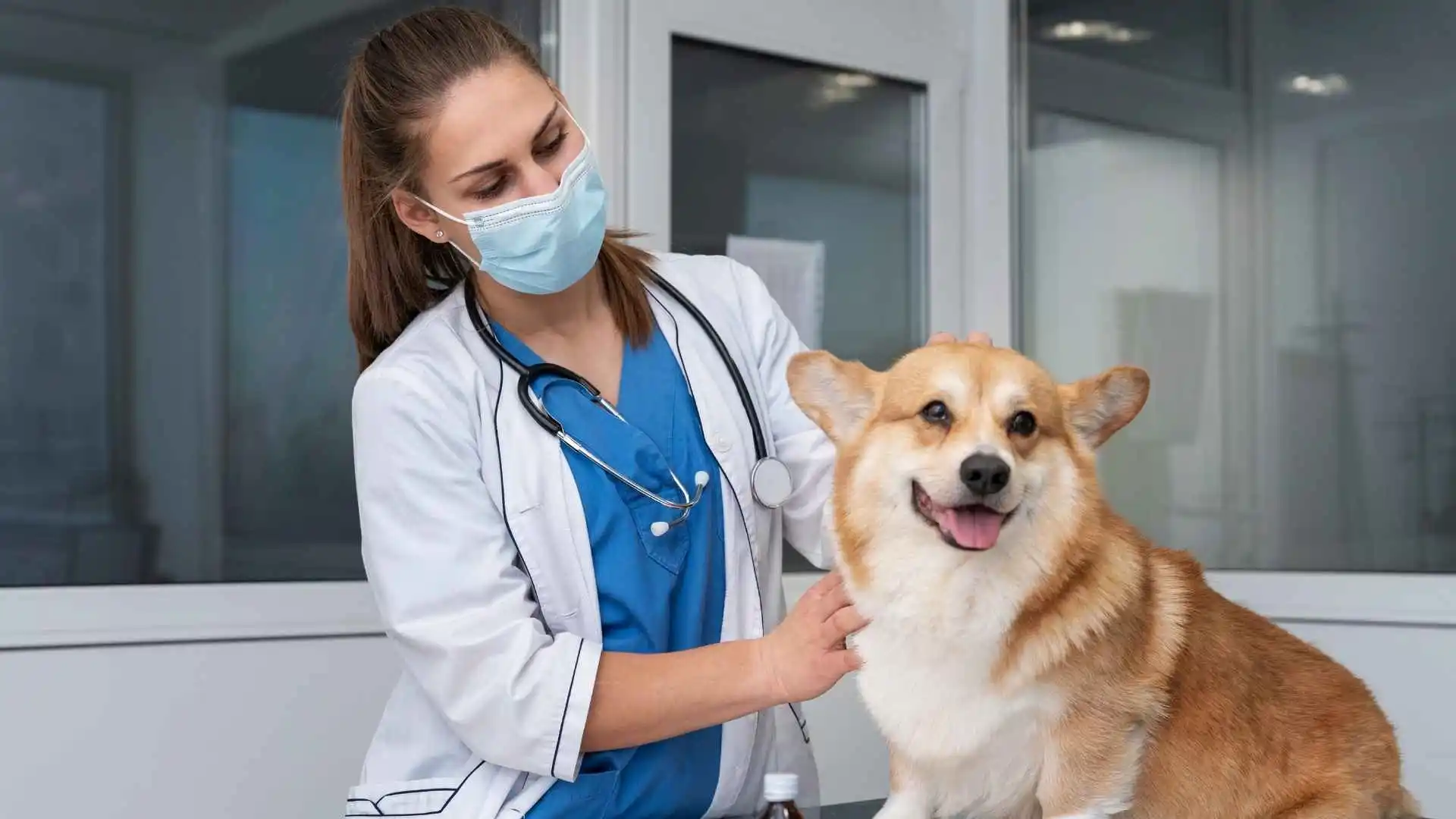 Can technology bring you closer to your customers - Vetstoria webinar with Dr Julien Renard and Dr Julien Poublon