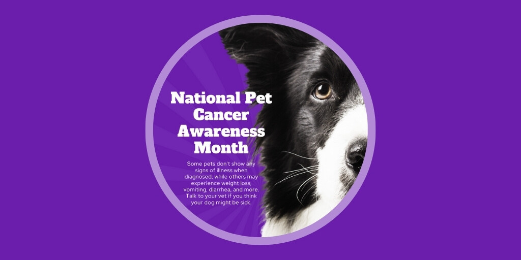 9 veterinary marketing ideas to use in November UK EU November freebies