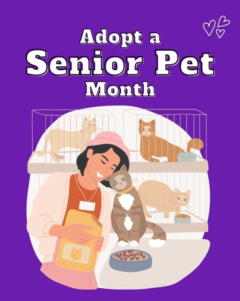 Adopt a senior dog month vetstoria freebies AU