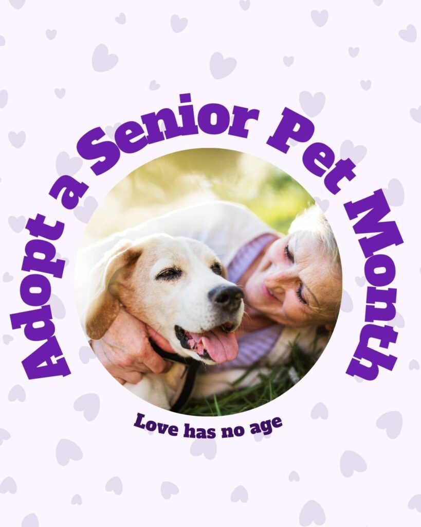 Adopt a senior pet month Vetstoria November freebies