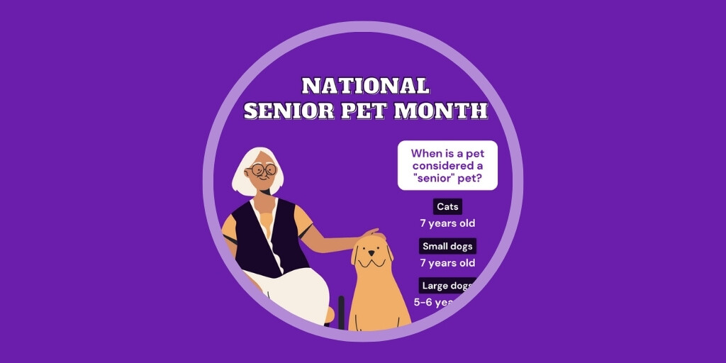 Australia Edition 8 Veterinary Marketing Ideas To Use in November