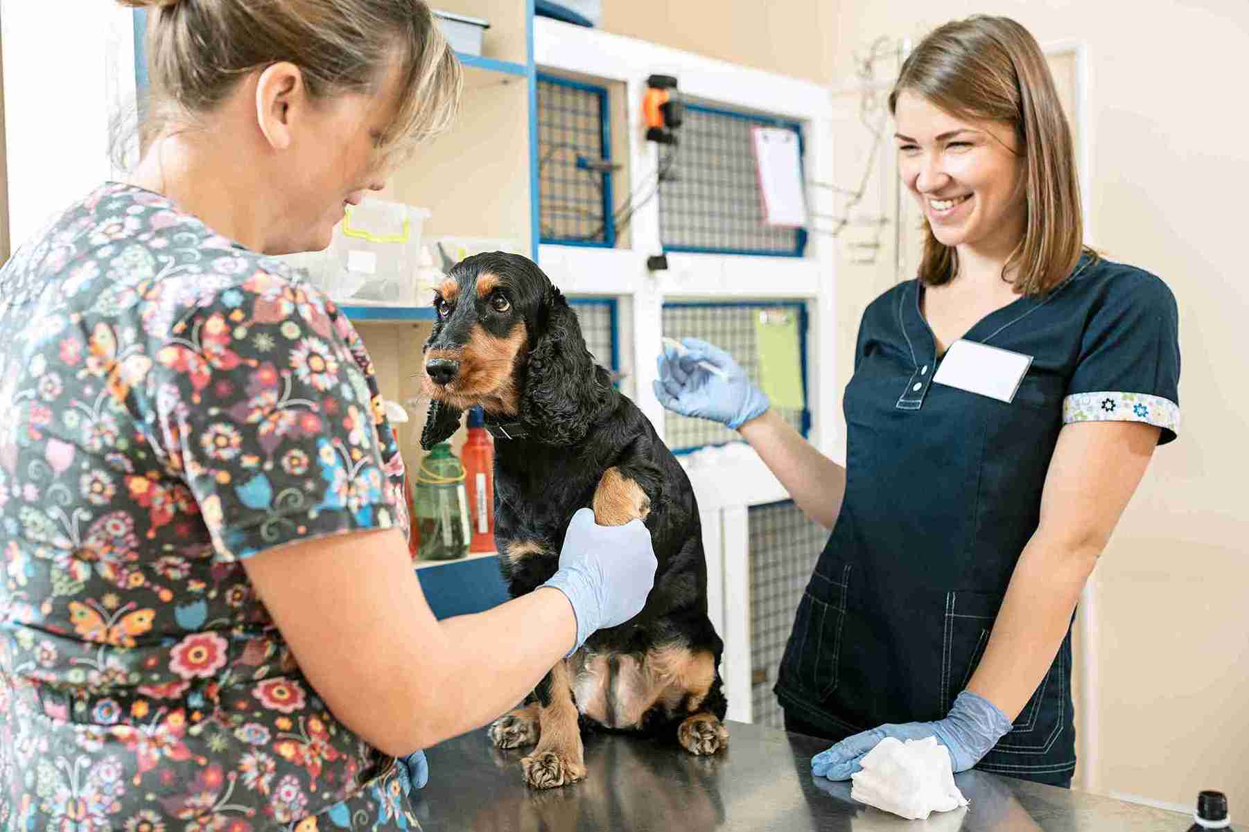Kliniek voor Gezelschapsdieren Vetstoria Case Study