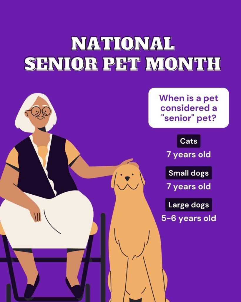 National senior pet month Vetstoria November freebies