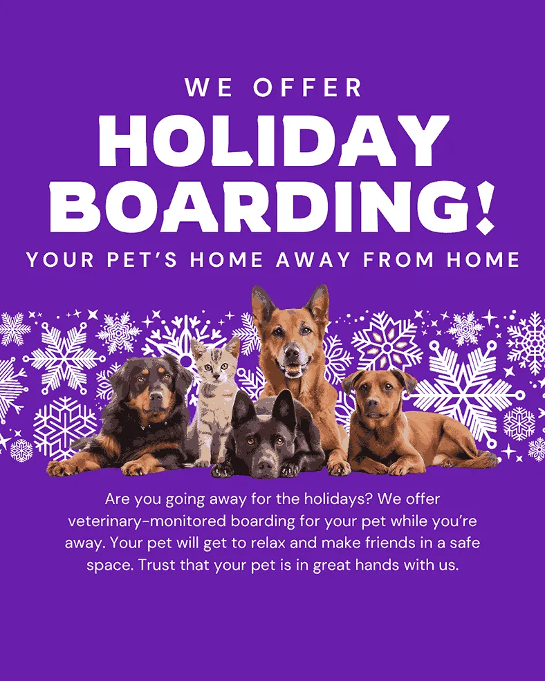 Holiday boarding services vetstoria december freebies