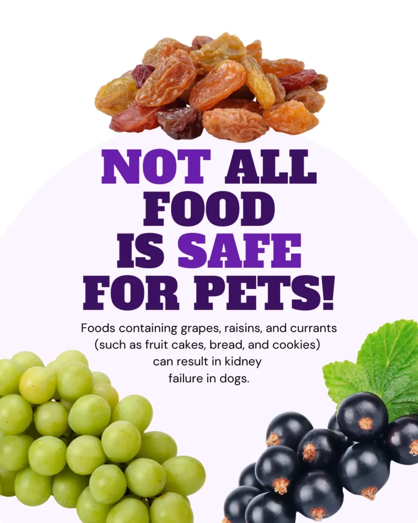 Holiday toxins for pets vetstoria December freebies