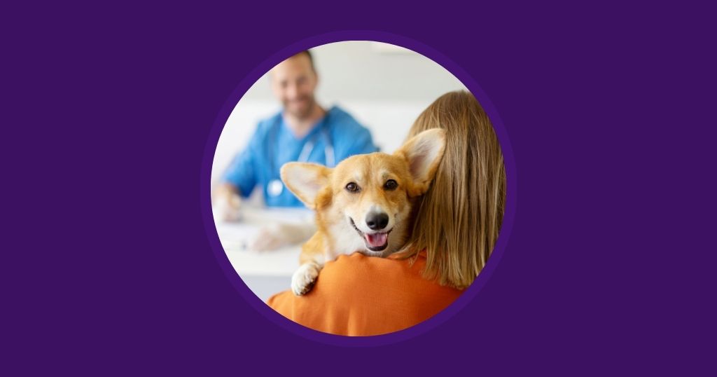 How New Veterinary Practice Owners Can Improve their Clinics Vetstoria blog
